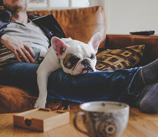 lazy dog resting on owners lap