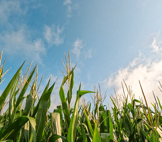 crops and blue sky